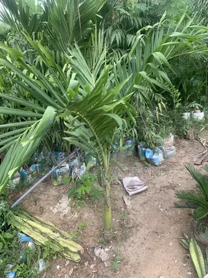 Dwarf Veitchia Palm for Sale