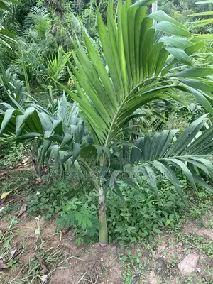 Dwarf Veitchia Palm for Sale