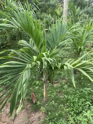 Dwarf Veitchia Palm for Sale