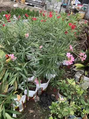 Oleander for Sale