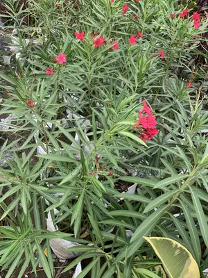 Oleander for Sale