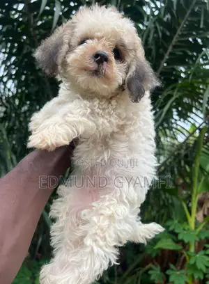 1-3 months Female Purebred Poodle