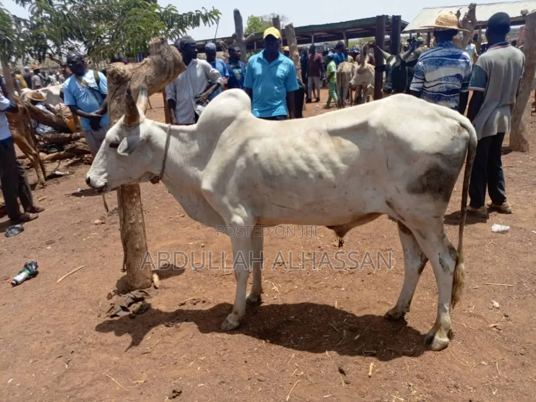 Young and Healthy Cows for Sale