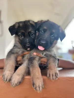 1-3 months Female Purebred German Shepherd