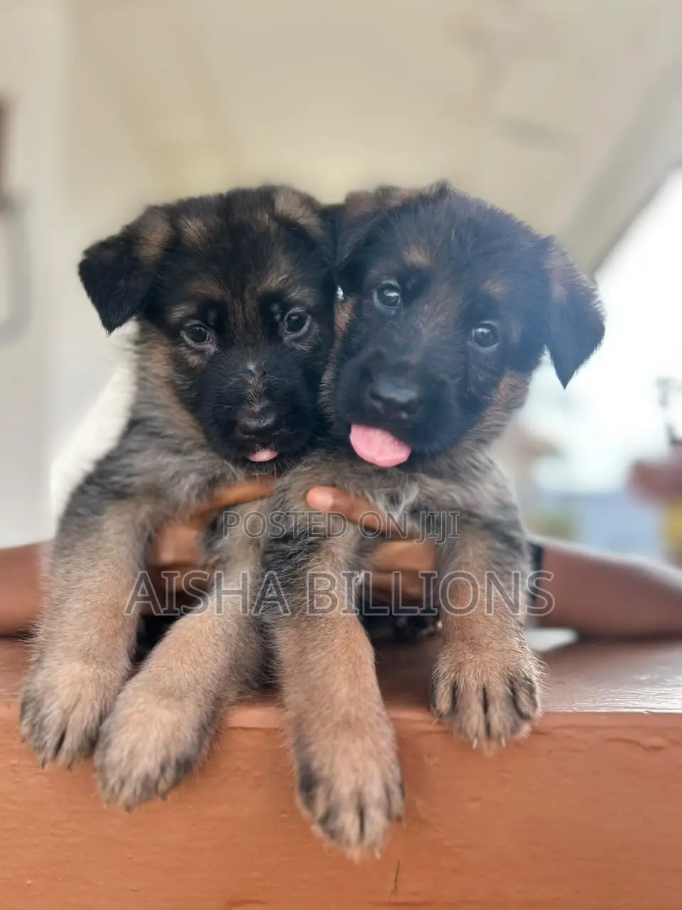 1-3 months Female Purebred German Shepherd