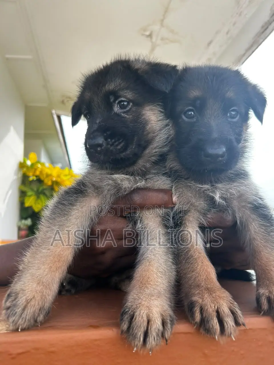 1-3 months Female Purebred German Shepherd
