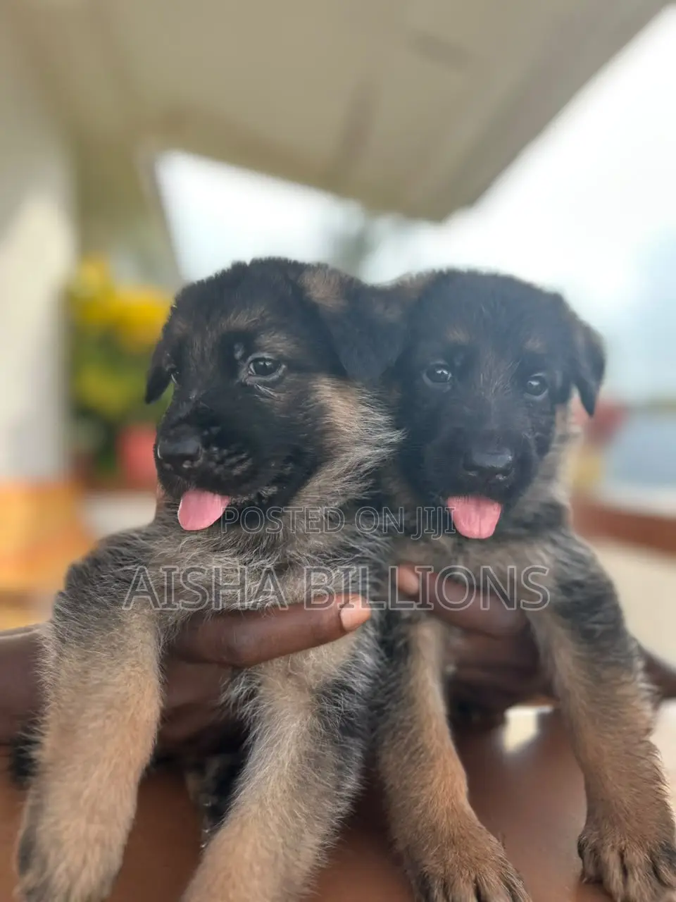 1-3 months Female Purebred German Shepherd