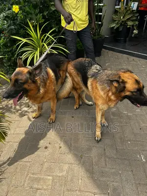 1-3 months Female Purebred German Shepherd
