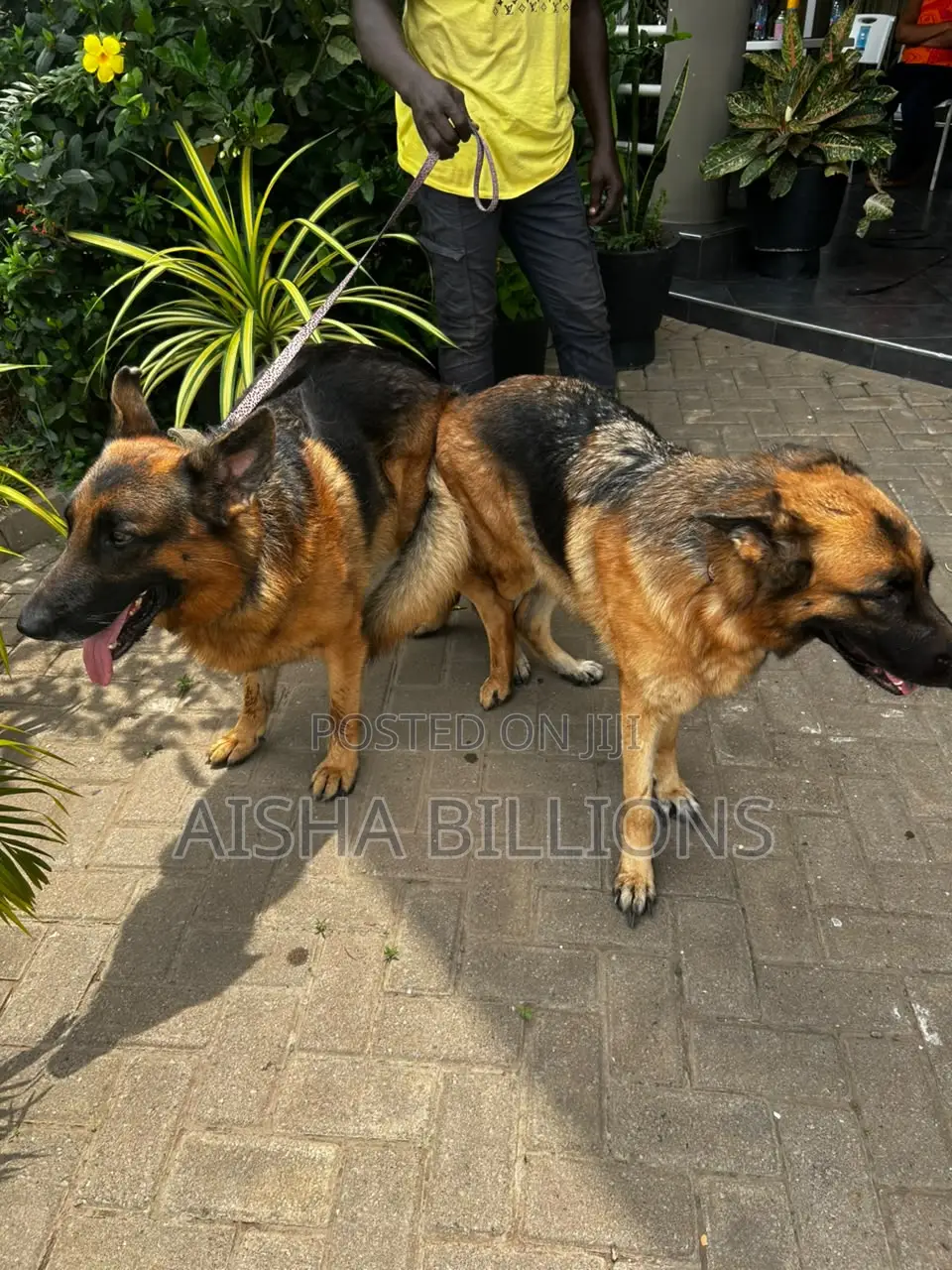 1-3 months Female Purebred German Shepherd