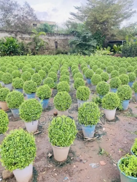 Shape Boxwood Flower