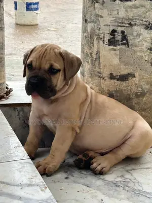 1-3 months Male Purebred Boerboel