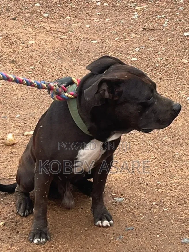 1+ year Male Purebred American Pit Bull Terrier