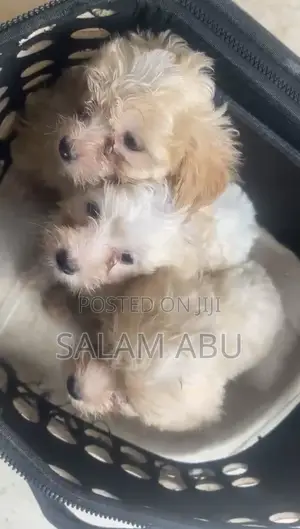 1-3 months Female Purebred Poodle