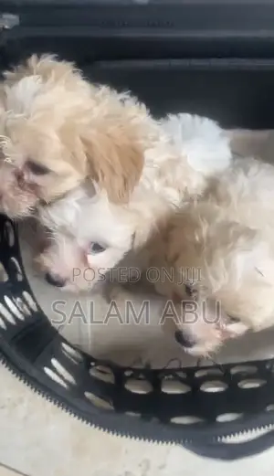 1-3 months Female Purebred Poodle