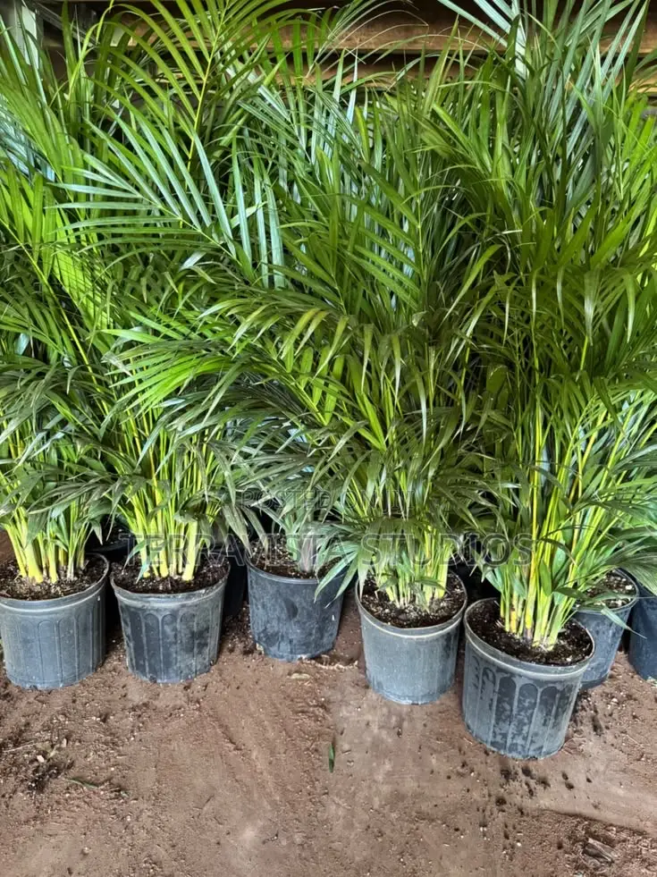 Mature Palms for Modern Planter and Luxury Landscaping