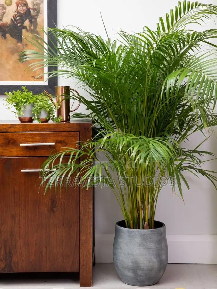 Mature Palms for Modern Planter and Luxury Landscaping