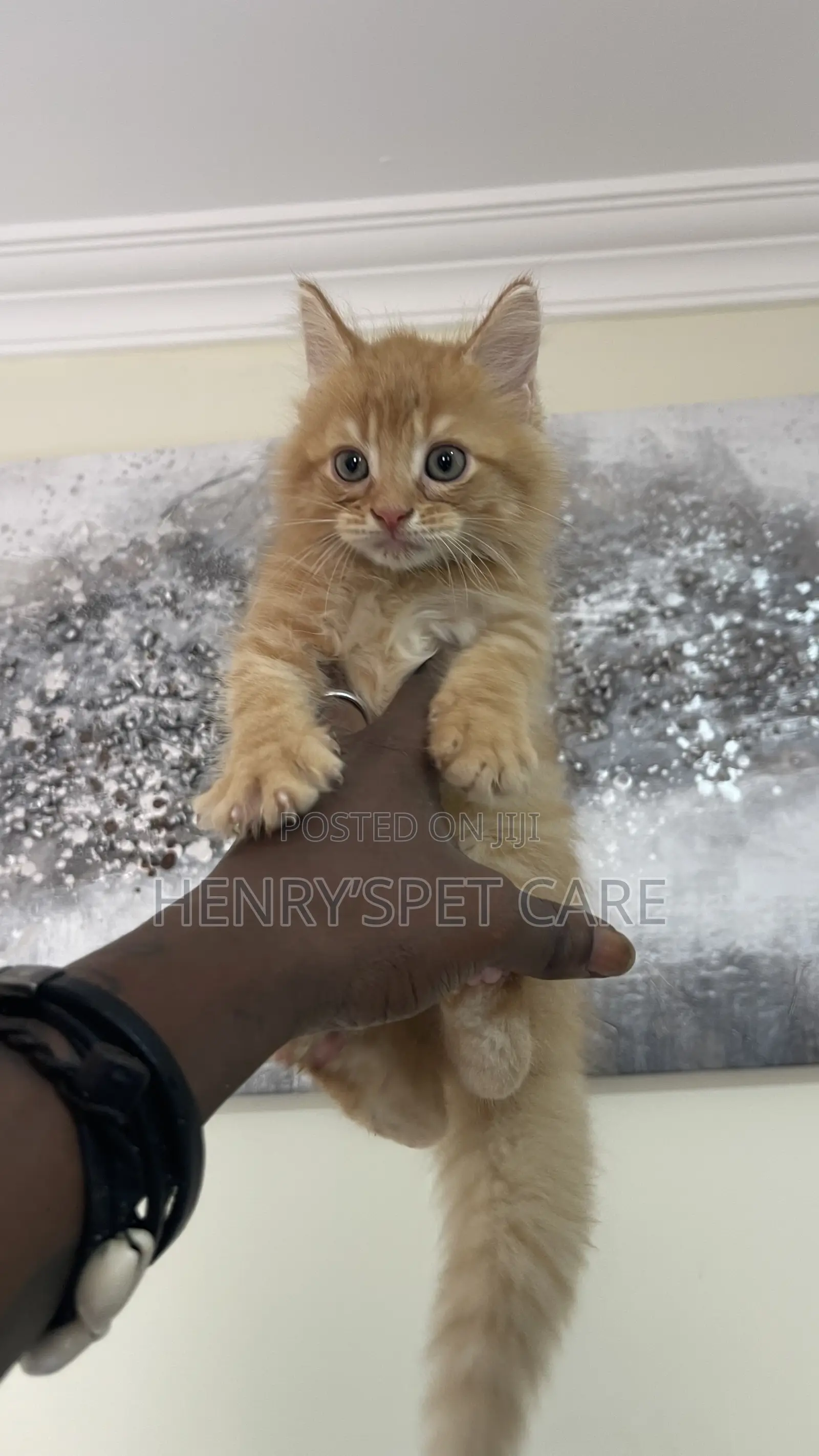 1-3 months Male Purebred Maine Coon
