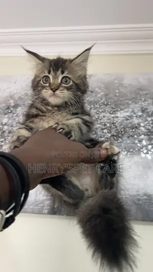 1-3 months Male Purebred Maine Coon