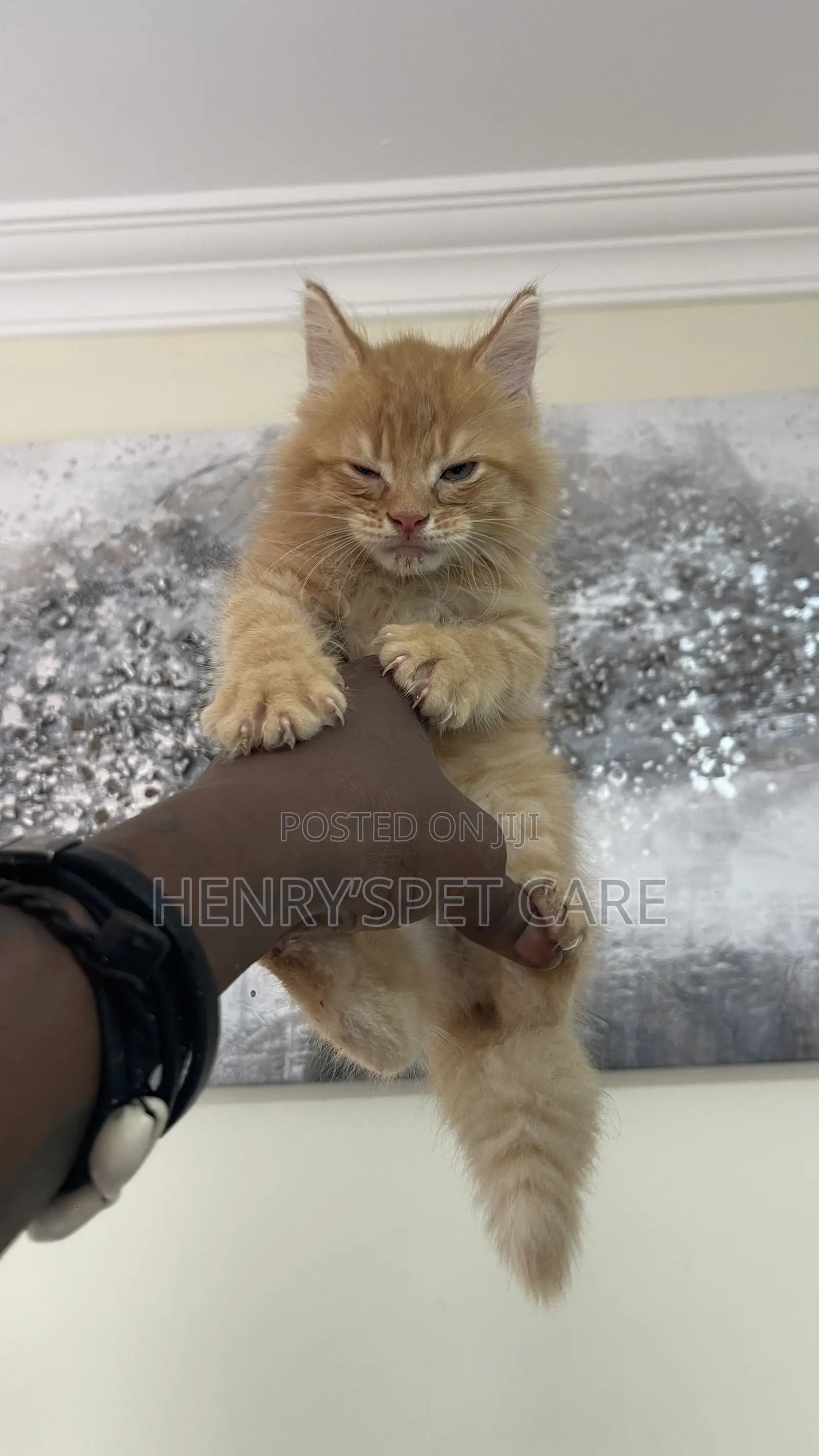 1-3 months Male Purebred Maine Coon