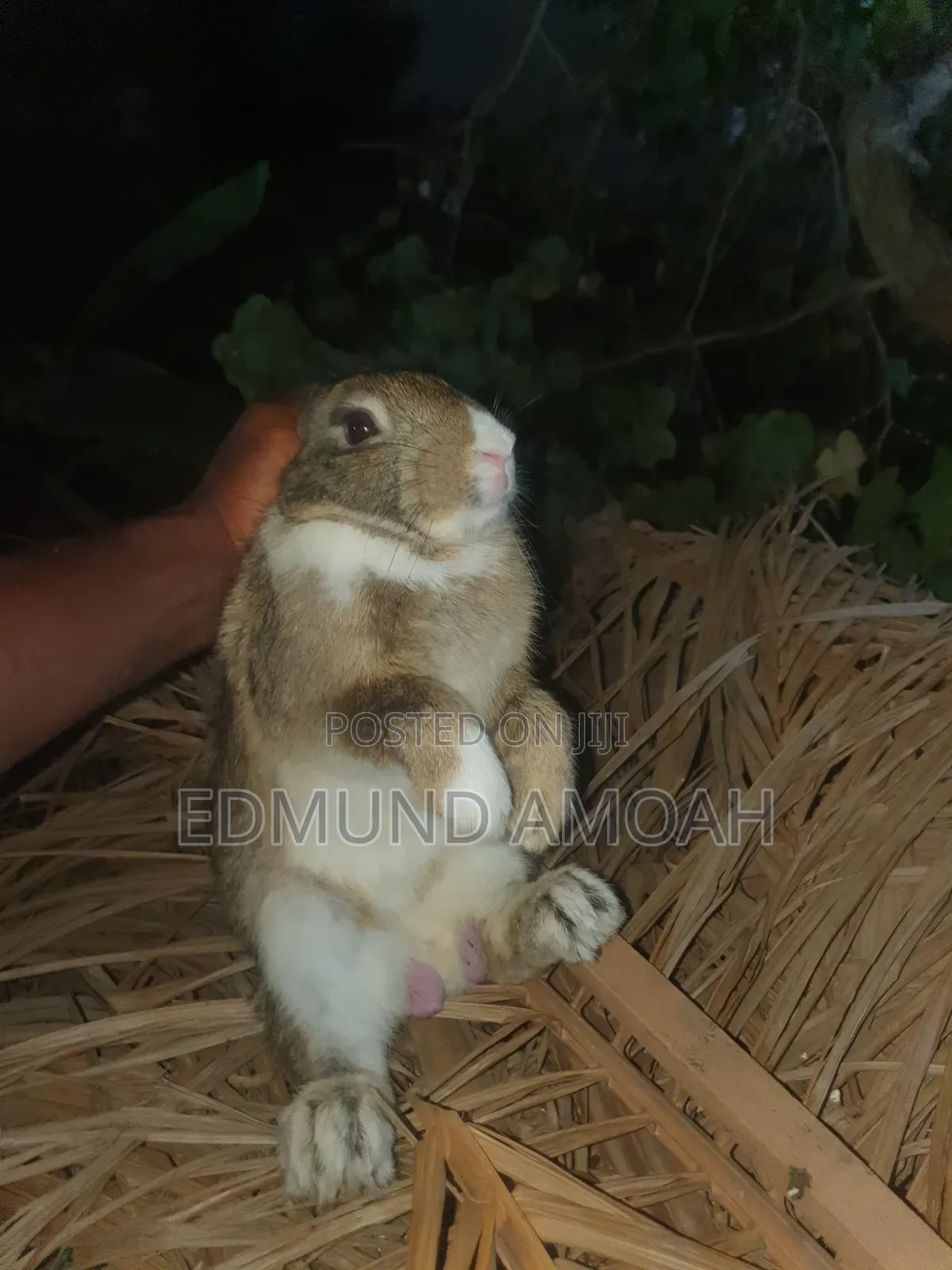 9 Months Male Rabbit for Sale