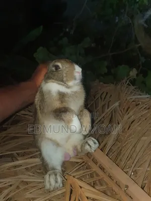 9 Months Male Rabbit for Sale