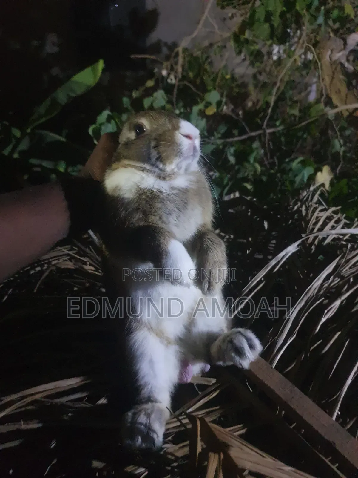 9 Months Male Rabbit for Sale