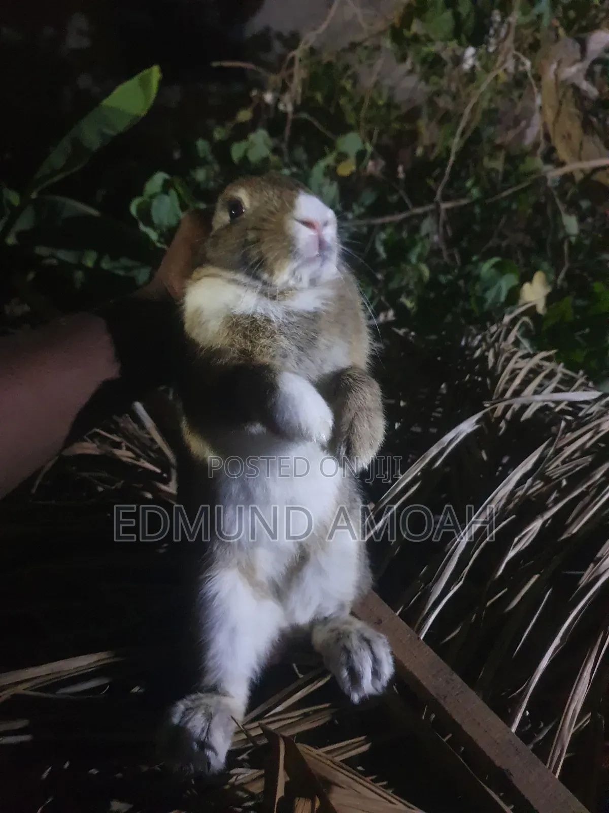 9 Months Male Rabbit for Sale