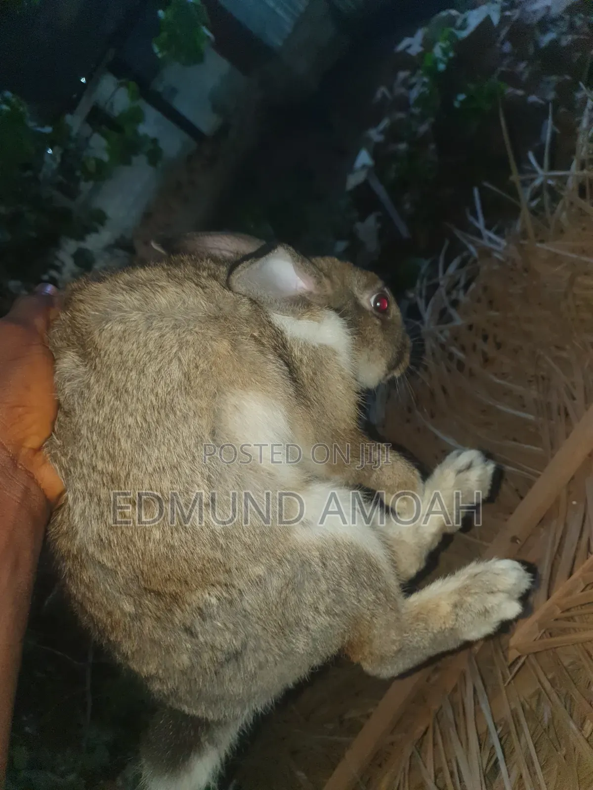 9 Months Male Rabbit for Sale