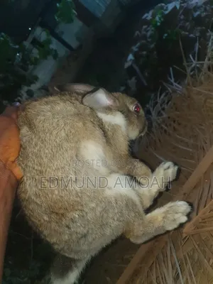 9 Months Male Rabbit for Sale