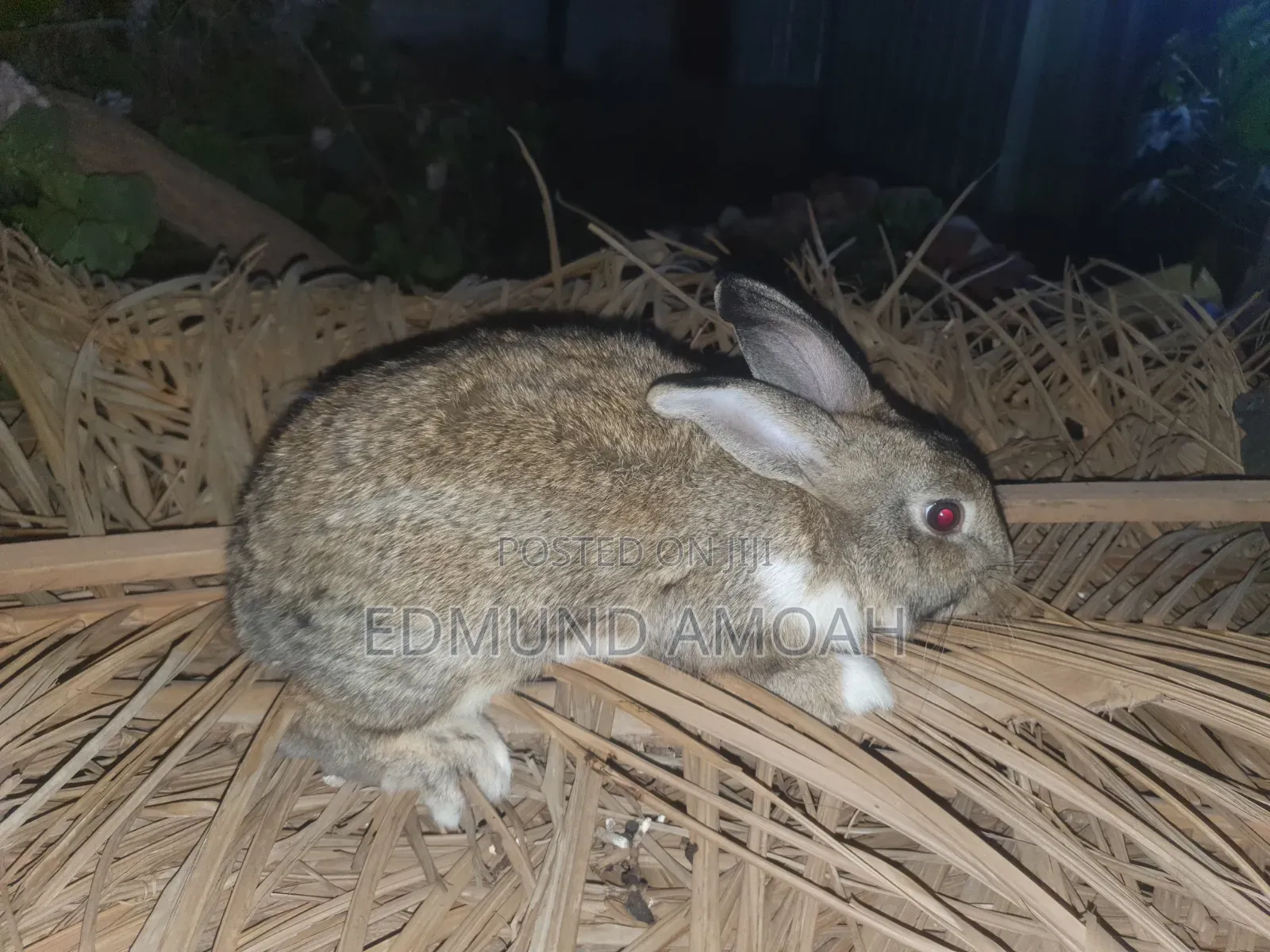 9 Months Male Rabbit for Sale