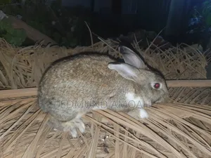 9 Months Male Rabbit for Sale