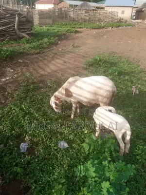 Nice Goat Is Going for Cool Price