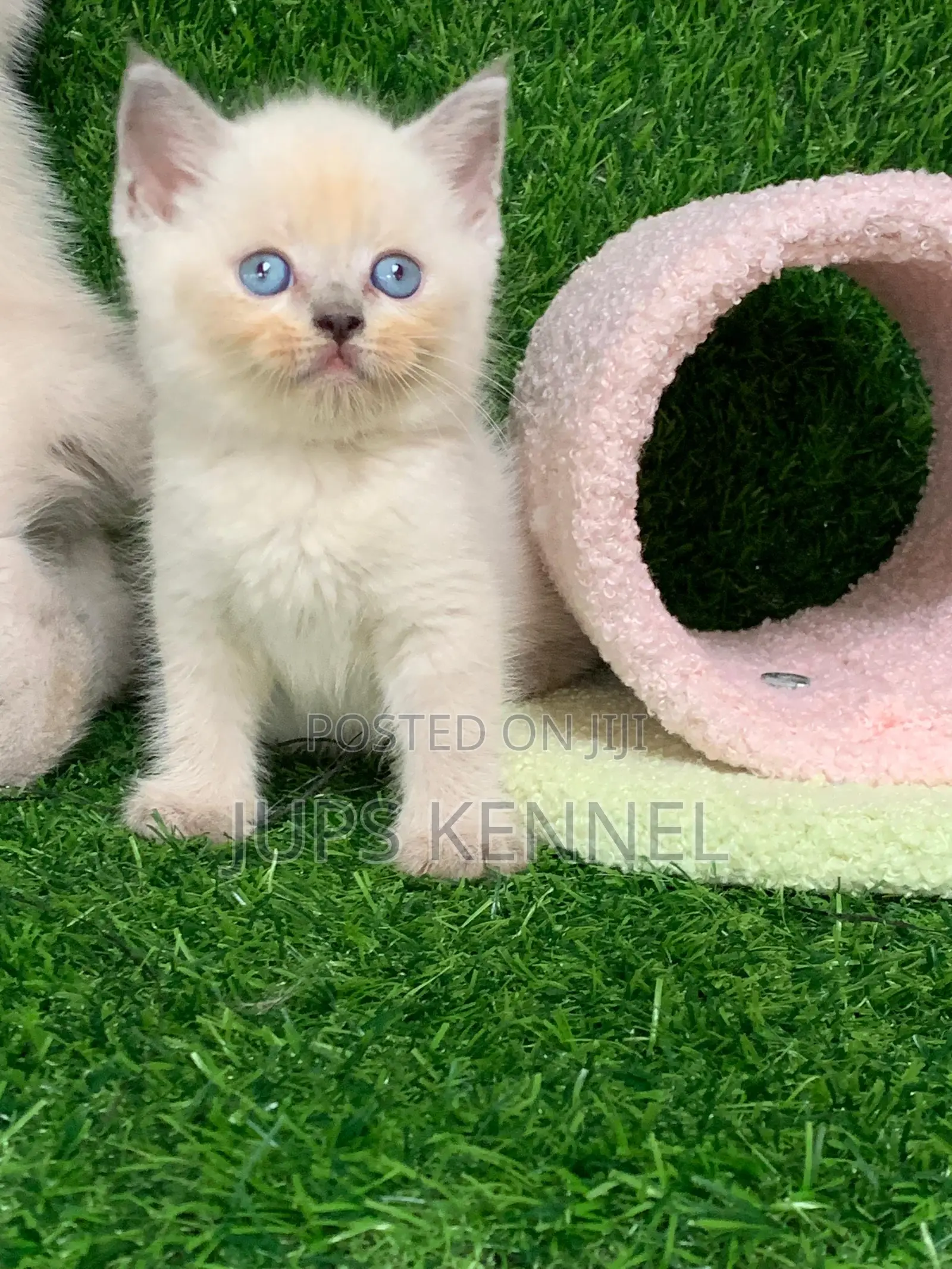 1-3 months Female Purebred British Shorthair