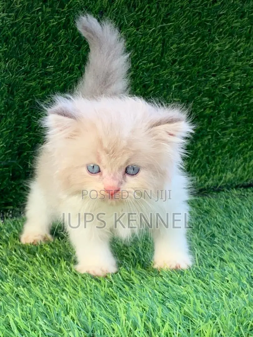 1-3 months Female Purebred Persian