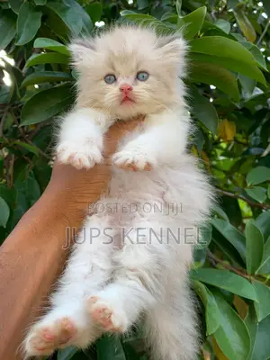 1-3 months Female Purebred Persian