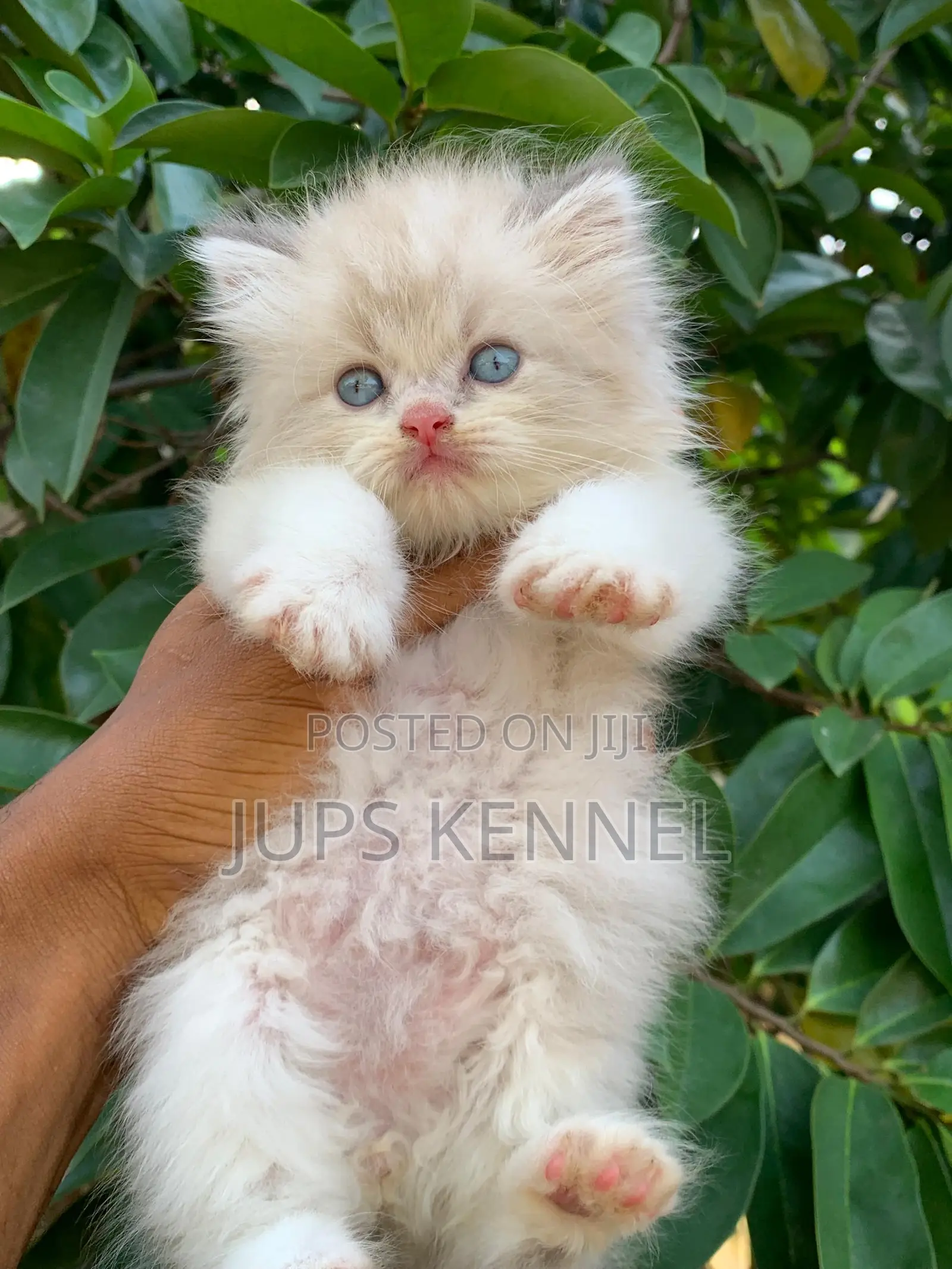 1-3 months Female Purebred Persian