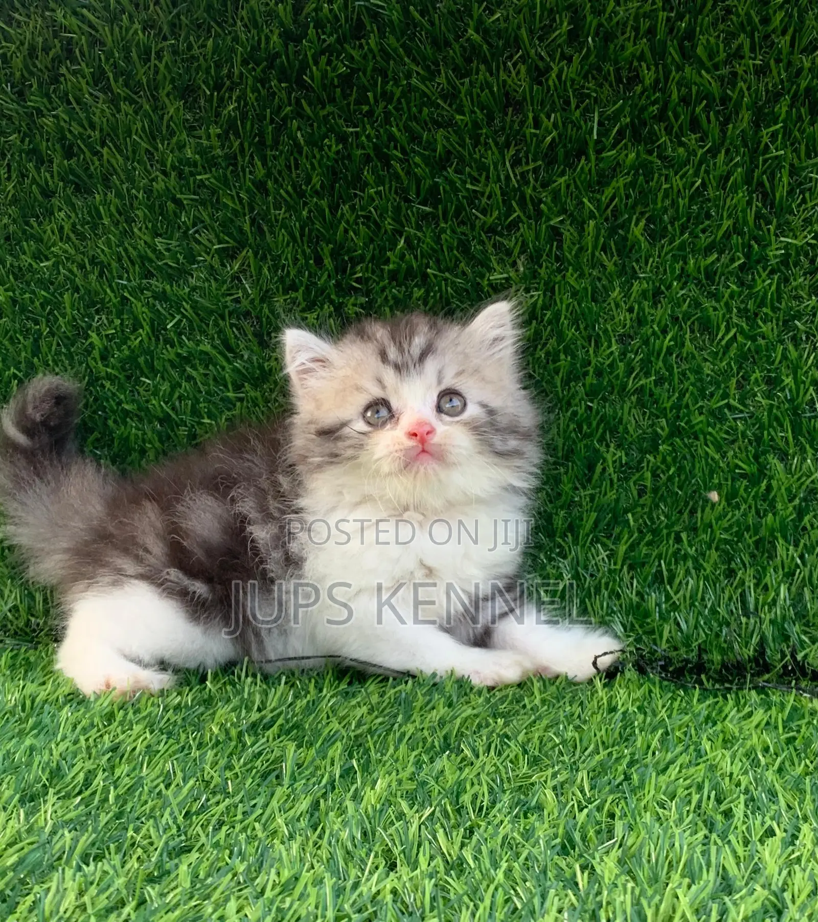 1-3 months Female Purebred Persian