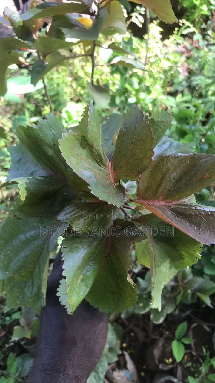 Copperleaf Plant for Sale – Beautiful Ornamental Hedge Plant