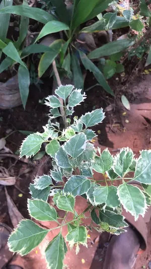Lace Aralia Plant For Sale – Indoor/Outdoor Ornamental Plant