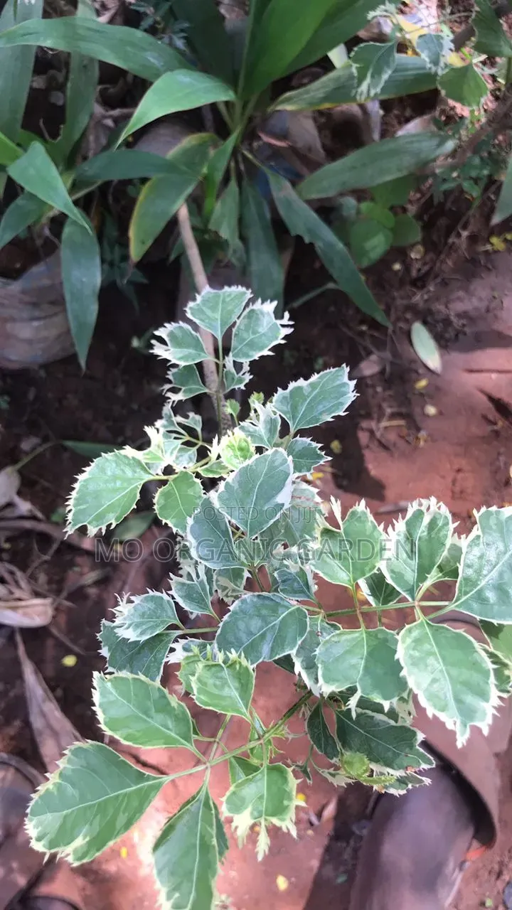 Lace Aralia Plant For Sale – Indoor/Outdoor Ornamental Plant