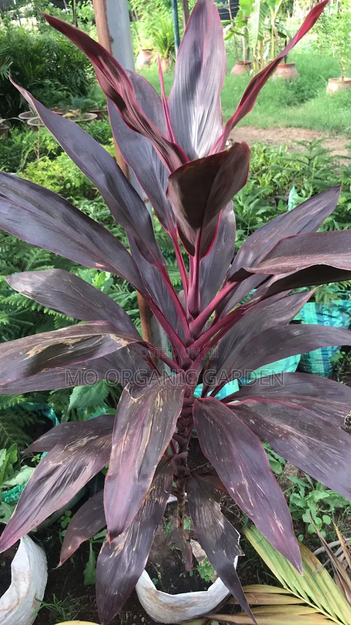 Cordiline Plant for Sale
