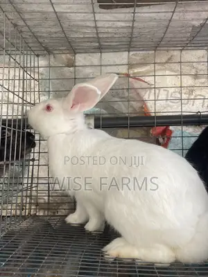 Rabbit for Breeding and Meat