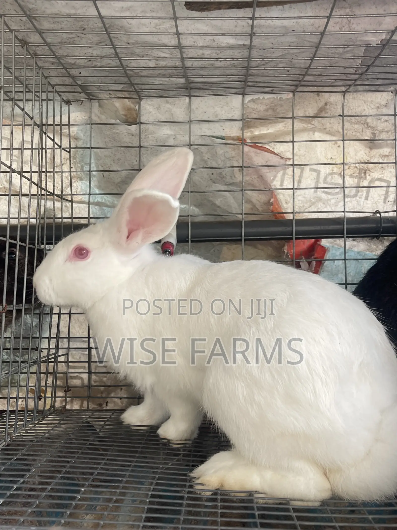 Rabbit for Breeding and Meat