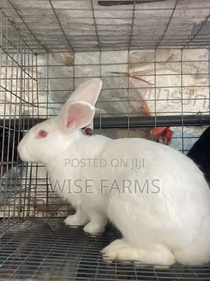 Rabbit for Breeding and Meat