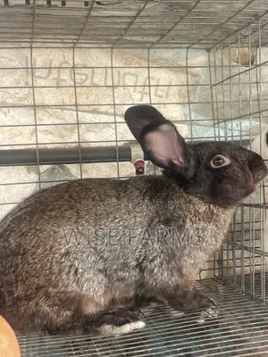 Rabbit for Breeding and Meat