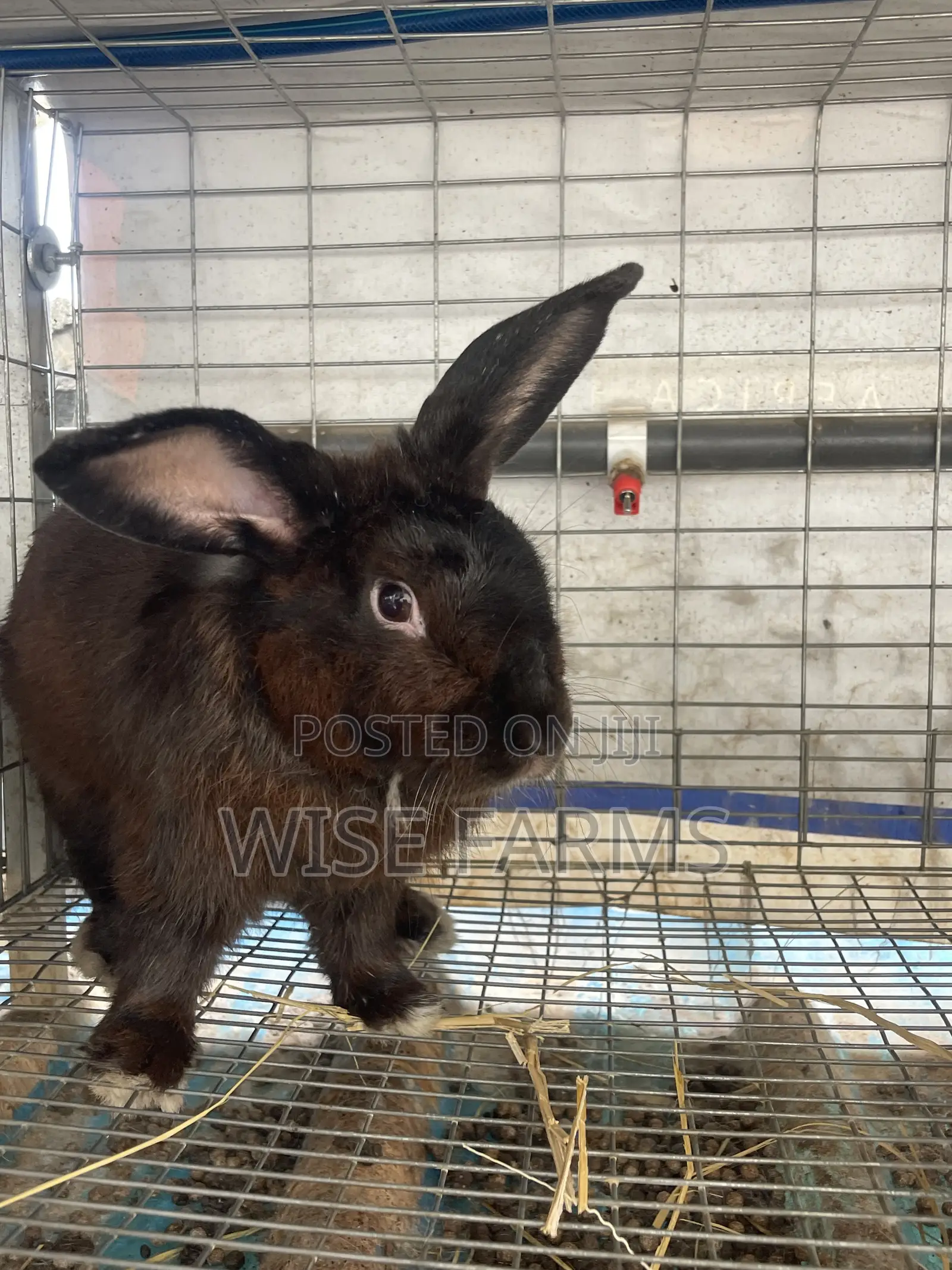 Rabbit for Breeding and Meat