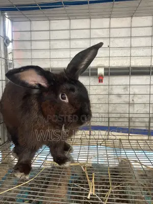 Rabbit for Breeding and Meat