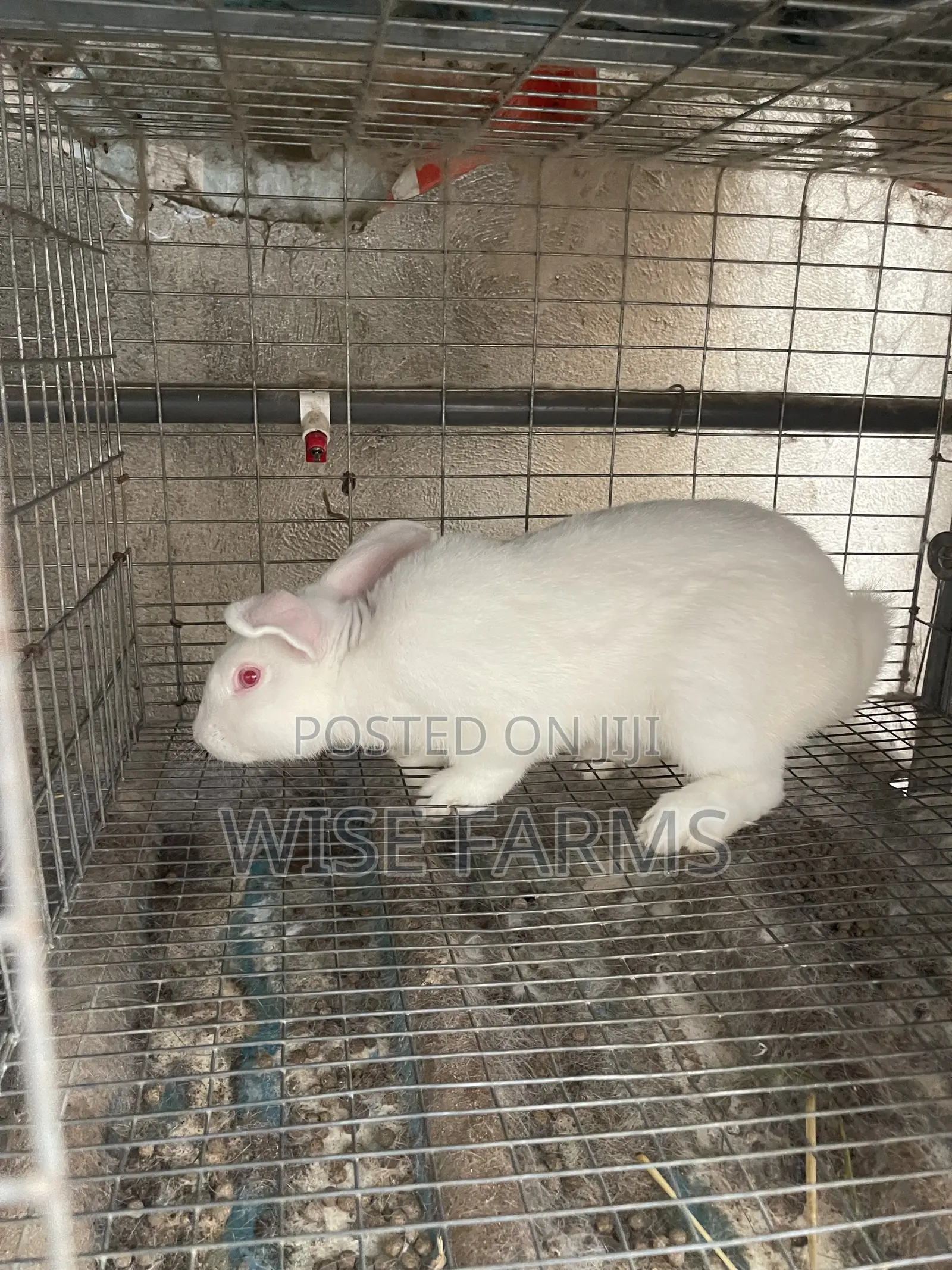 Rabbit for Breeding and Meat