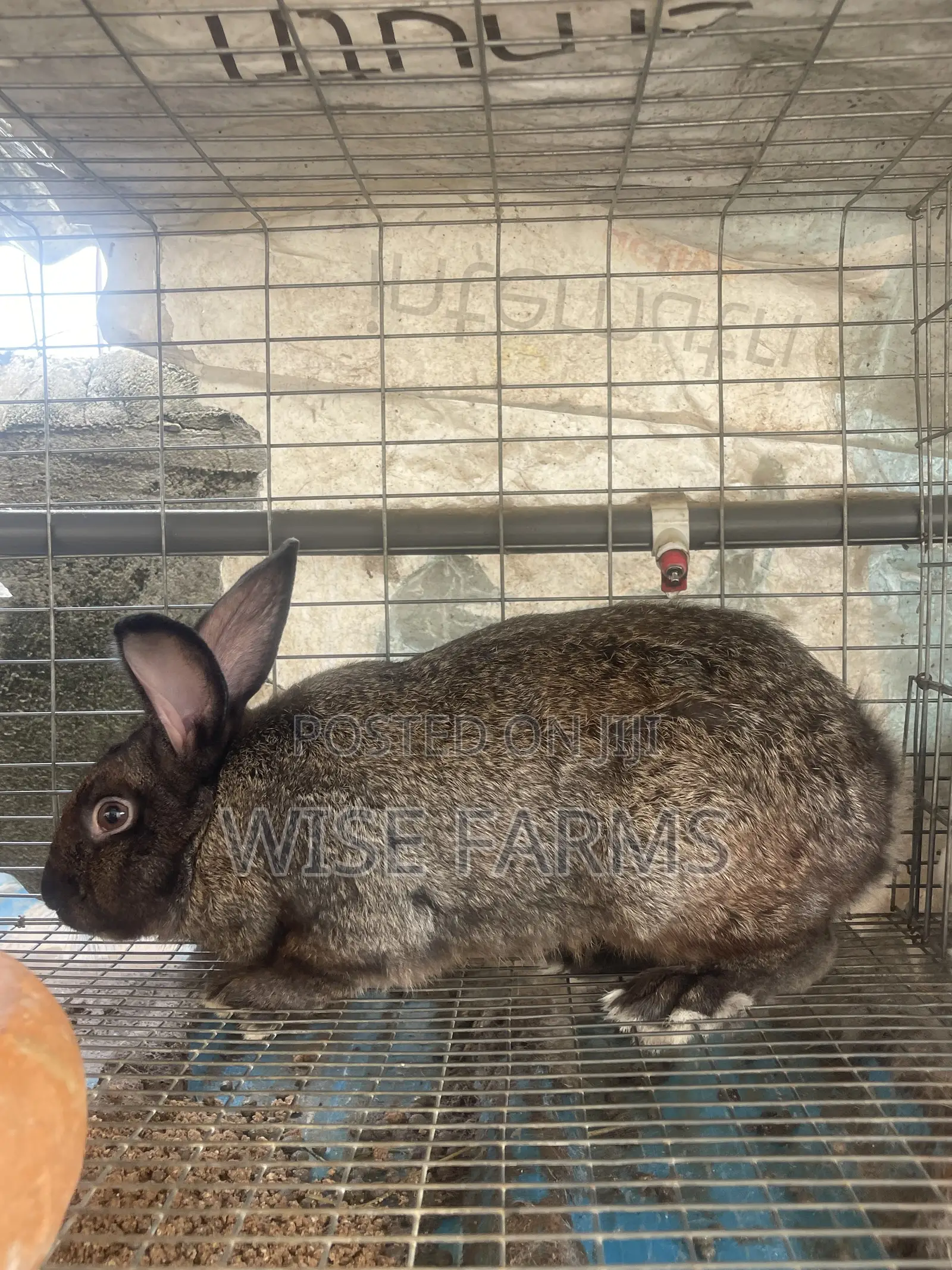 Rabbit for Breeding and Meat
