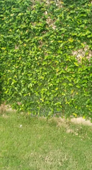 Wall Climber